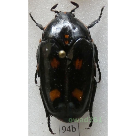 Cetonidae sp. Indonesia, Java94b